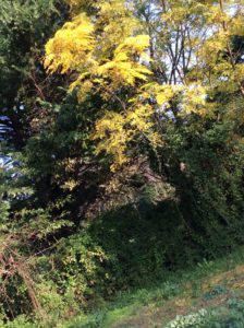 L'arbre aux livres, par Wiam